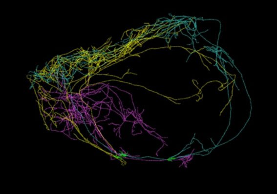 Les neurones géants dans le cerveau, siège de notre conscience ?