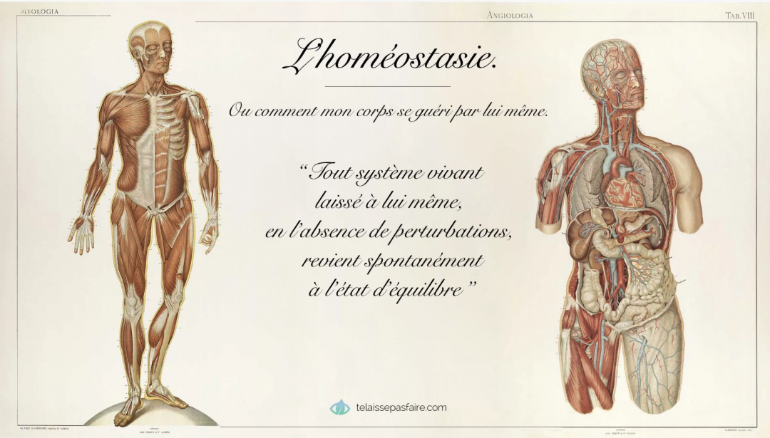 L’homéostasie  Alter Harmonie