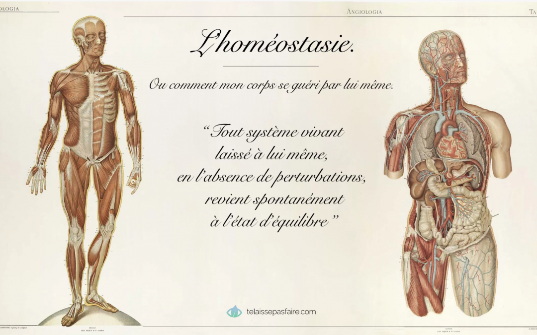L’homéostasie : notre corps est notre premier médicament