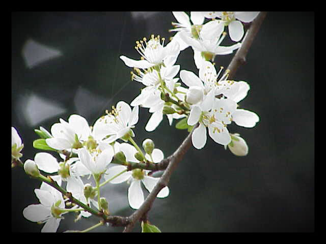 La fleur de Bach « Cherry Plum » : retrouver son calme intérieur