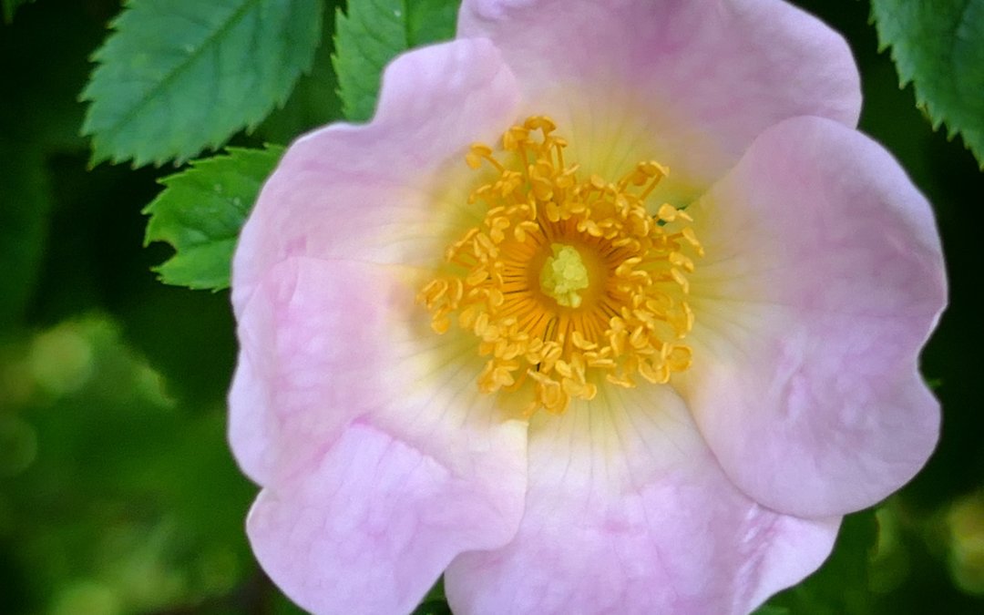 Wild Rose (l’Églantine) : Fleur de Bach de la joie de vivre
