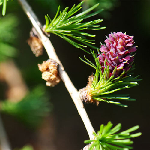 Fleur de Bach Mélèze - Larch