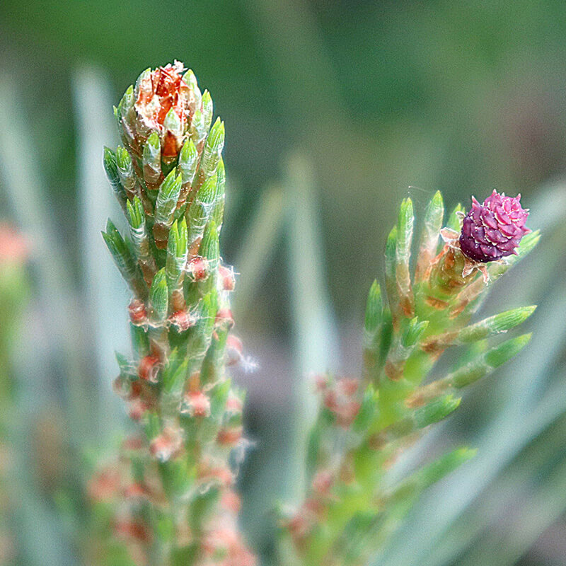 pine-pin sylvestre