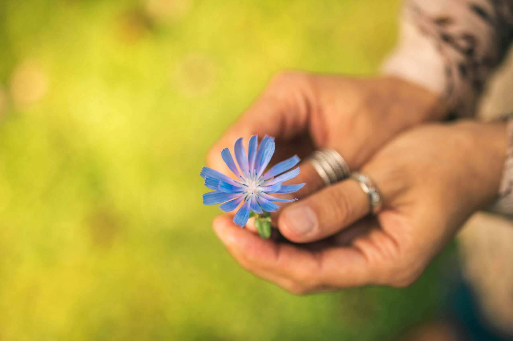 Webinaire "Les Fleurs de Bach au service des aidants : prendre soin sans s’oublier”.